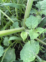 Physalis grisea