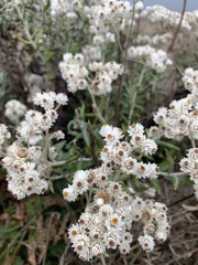 Anaphalis margaritacea