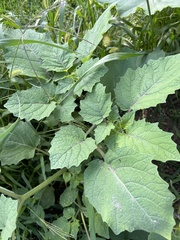 Physalis grisea