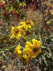 Helianthus californicus