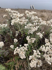 Anaphalis margaritacea