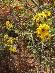 Helianthus californicus