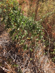 Helianthus californicus