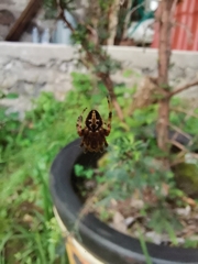 Neoscona orizabensis