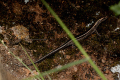 Cryptoblepharus pulcher