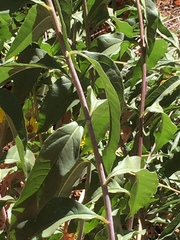 Helianthus californicus