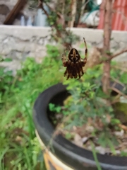 Neoscona orizabensis