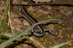 Cryptoblepharus pulcher