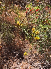 Helianthus californicus