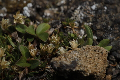Cherleria biflora