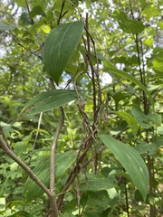 Bomarea edulis