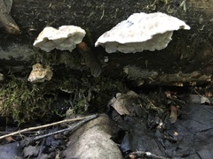 Tyromyces galactinus