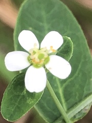 Euphorbia corollata