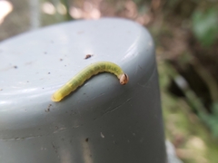 Tenthredinoidea