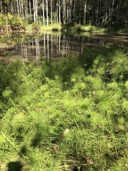 Cyperus prolifer