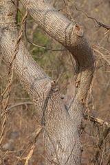 Spondias purpurea