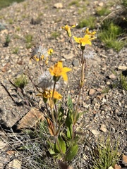 Arnica angustifolia