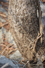 Spondias purpurea