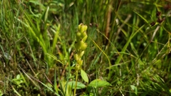 Liparis loeselii