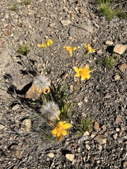Arnica angustifolia
