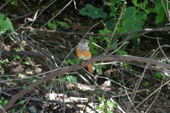 Phoenicurus auroreus