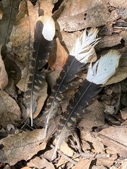 Antrostomus arizonae