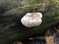 Tyromyces galactinus