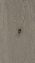Evania appendigaster