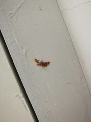 Hypsopygia
