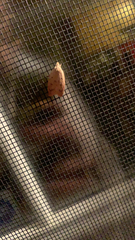 Machimia tentoriferella