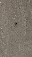 Evania appendigaster