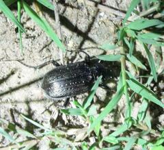 Calosoma