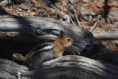 Callospermophilus lateralis