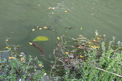Pseudothemis zonata