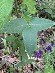 Cologania procumbens