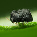 Warty Leaf Beetles - Photo (c) Katja Schulz, some rights reserved (CC BY), uploaded by Katja Schulz