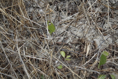 Microlophus occipitalis