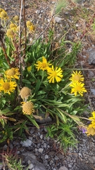 Hymenoxys integrifolia