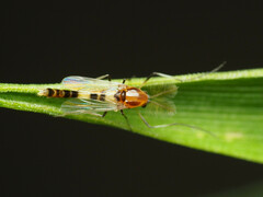 Cricotopus trifascia