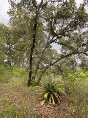 Agave inaequidens