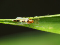 Cricotopus trifascia