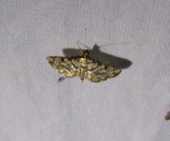 Hileithia magualis