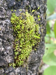Bryum argenteum