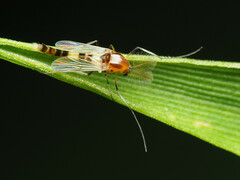 Cricotopus trifascia