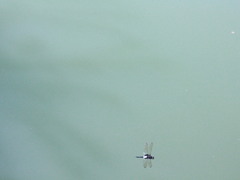 Pseudothemis zonata
