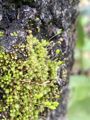 Bryum argenteum