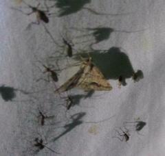 Frederickia s-signata