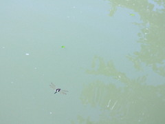 Pseudothemis zonata