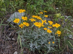Eriophyllum lanatum