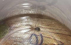 Ammotrechidae